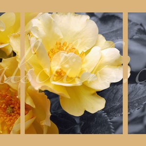 3 Piece Photograph Set, Black White Yellow Roses, Home Office Wall Decor Gift Idea for Her Original Wall Art, Fine Art Photography, Romantic image 2