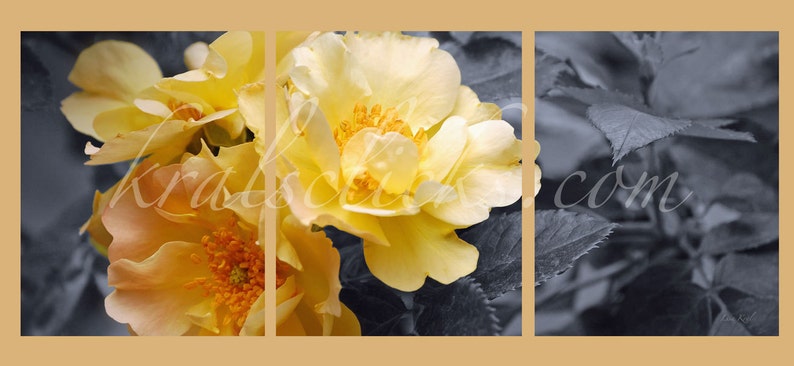 3 Piece Photograph Set, Black White Yellow Roses, Home Office Wall Decor Gift Idea for Her Original Wall Art, Fine Art Photography, Romantic image 2