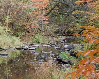 May include: A stream flows through a forest in autumn. The water is clear and the rocks are visible. The trees are mostly bare, but some have leaves that are turning yellow and orange.