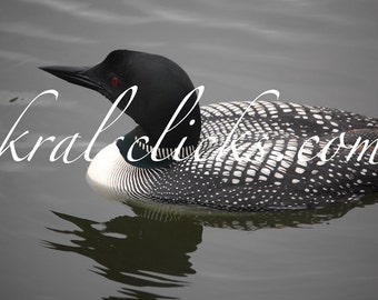 Loon Photography Close up Detailed Image, MN State Bird Common Loon Fine Art Photography Home or Office Wall Decor Great Gift Idea for Him