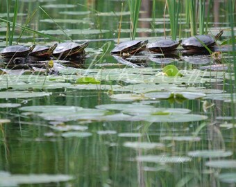 Turtles Photograph Fine Art Photography, Nature Photography, home or office wall decor, reptile picture, lake photography, lily pads, Art