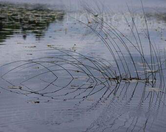 Nature Photograph, Fine Art Photography, Reflections, Water, Lake Scene, Lake Decor, Reeds, Water Reflections, UpNorth, Home Office Decor