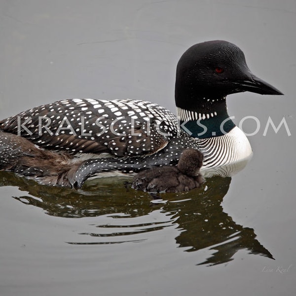 Wildlife Photograph, Nature, Loon, Fine Art Photography, Common Loon with Baby Loon Chick, Animal wildlife, birds, Close up Detailed Image