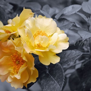 Rose Photograph, Digital Art, Romantic Yellow Rose, Black and White, Floral, Art, Photography, Home Office Wall Decor, Fine Art Photography