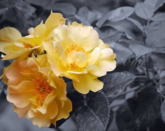 May include: A cluster of yellow roses with orange centers bloom against a backdrop of gray-green foliage.