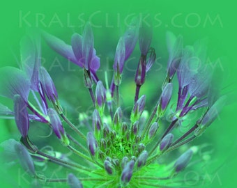 Purple Flower, Nature Photograph, Fine Art Photograhy, Home Office Wall Decor, Wall Art, Art, Nature, Garden, Floral Photograph, Green