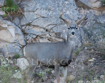 Wildlife Photography, Deer Photograph, Fine Art Photography, Buck, Mule Deer, Home Office Wall Decor, Animal Photography, Deer in nature,Art