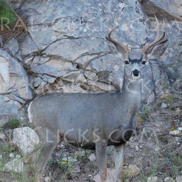 Wildlife Photography, Deer Photograph, Fine Art Photography, Buck, Mule Deer, Home Office Wall Decor, Animal Photography, Deer in nature,Art