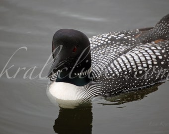 Loon Photography, Bird Photography, Nature, Lake, Common Loon, Fine Art Photography, Home or Office Wall Decor Great Gift Idea for Him
