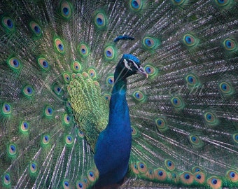 Proud Peacock Photograph Beautiful Bird Art Print for Your Home or Office Wall Decor Fine Art Photography