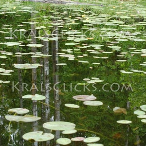 Lily Pad Photograph, Fine Art Photography, Nature Photography, Home Office Wall Decor, Lake Photography, lily pads, Art, Water Reflections