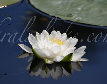 White Lotus Photograph, Dragonfly, Water Lily, Reflection, Fine Art Photography, Home or Office Wall Decor, Art, Photography, Lotus, Flower