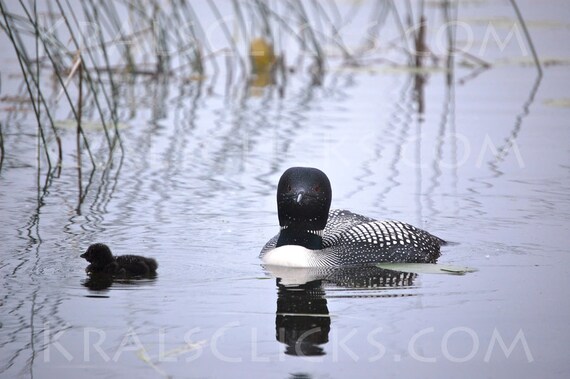 Lake Loon Photography Photograph Loons Wildlife Photgraphy Birds Nature Lake Home Office Decor Cabin Decor Common Loon with Chick Wall Art