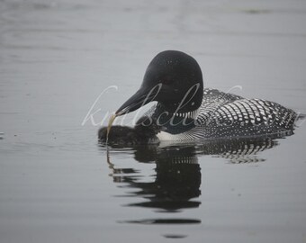 Loon Photography Close up Detailed Image, MN State Bird, Common Loon Fine Art Photography Home or Office Wall Decor Great Gift Idea for Him