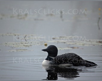 Loon Photograph Lake Home Cabin Wall Decor Baby Loon Under Wing Photograph Up North Office Home Wall Art Loons Fine Art Water Birds Wildlife