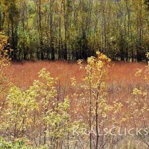May include: A field of tall, dry grasses in shades of orange and brown, with a few trees in the background. The trees have yellow and green leaves, creating a colorful autumn scene.