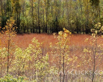 May include: A field of tall, dry grasses in shades of orange and brown, with a few trees in the background. The trees have yellow and green leaves, creating a colorful autumn scene.