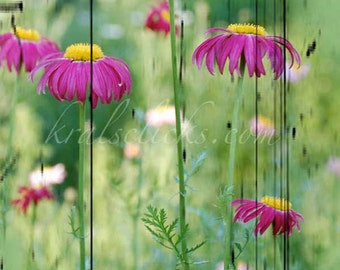 Pink Flower Photograph Floral Photography Pink Aster Nursery Decor Fine Art Photography Home office wall decor Flowers Art Rustic Romantic