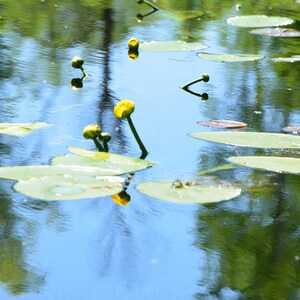 Nature Photograph, Water Lily Photograph, Fine Art Photography, Reflections, Water, Lake Scene, Lake, Lily Pad, UpNorth, Home Office Decor