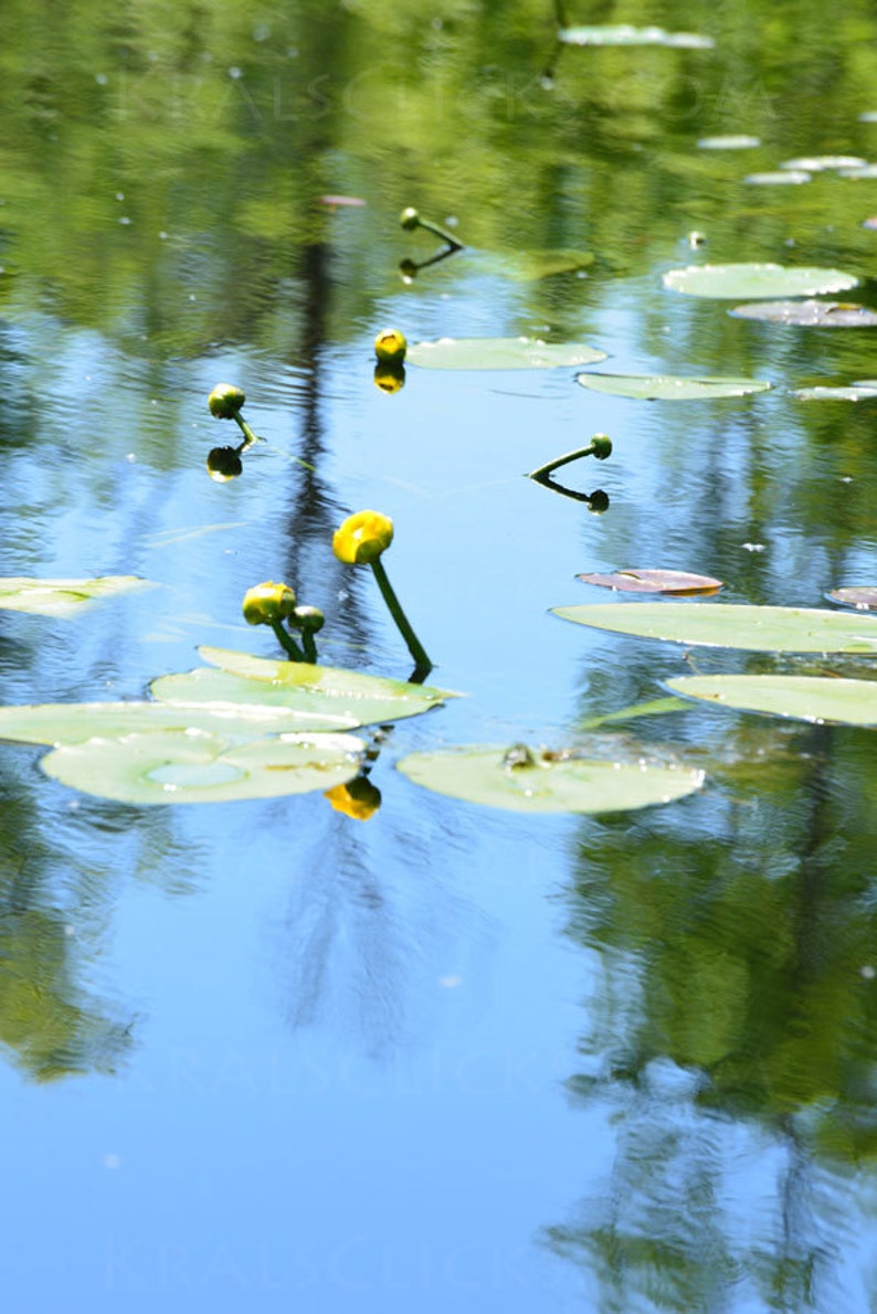 Nature Photograph, Water Lily Photograph, Fine Art Photography, Reflections, Water, Lake Scene, Lake, Lily Pad, UpNorth, Home Office Decor image 1