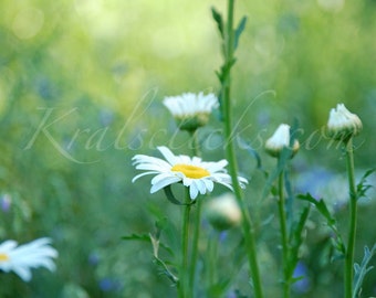 Daisies Green Yellow White Print- Floral Art Photography Home or Office Wall Art Decor girls room nursery subtle wall decorating