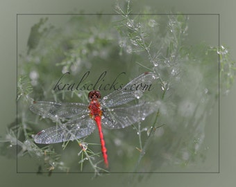 Libellen Fotografie, Fine Art Fotografie, Tautropfen, Rote Libelle Grünes Laub, Haus oder Büro Wanddeko, Tierfotografie, Käferfoto