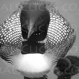 Lake Loon Photography, Black and White Photograph, Loons, Loon, Wildlife Photgraphy, Birds, Nature, Lake, Home Office Decor, Cabin Decor