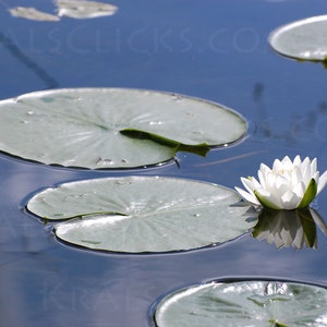 Nature Photograph, White Lotus, Fine Art Photography, Reflections, Water, Lake Scene, Lake Decor, Lily Pad, UpNorth, Home Office Wall Decor