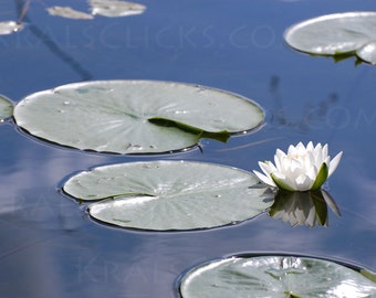 Nature Photograph, White Lotus, Fine Art Photography, Reflections, Water, Lake Scene, Lake Decor, Lily Pad, UpNorth, Home Office Wall Decor