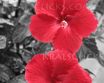 Red Hibiscus Photograph, Flower photography, Fine Digital Art Photography, Black White, Home or Office Wall Decor Mothers Day Gift Idea Mom