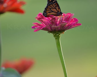 Monarch Photograph Butterfly zinnea flower garden pink green butterflies monarchs Home Office Wall Decor Fine Art Photography wings flower