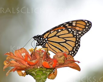 Monarch Photograph Butterfly close up zinnea flower orange green butterflies monarchs Home Office Wall Decor Fine Art Photograph wings flowr