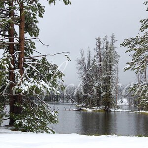 May include: A snowy winter scene with a lake in the foreground and snow-covered trees in the background. The lake is calm and reflects the sky. The trees are tall and slender, with branches reaching towards the sky.