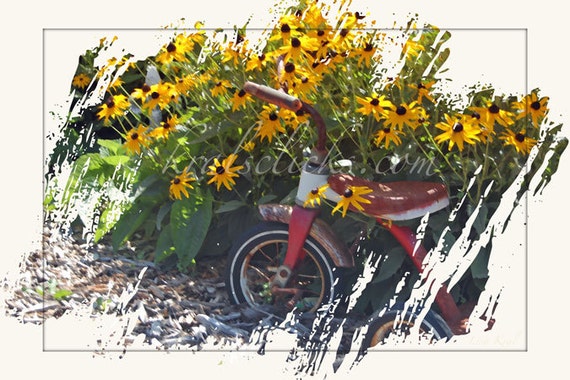 Digital Art, Photograph, Black-eyed Susan, Fine Art Photography, Yellow Flowers, old tricyle, garden, nature, Home Office Wall Decor