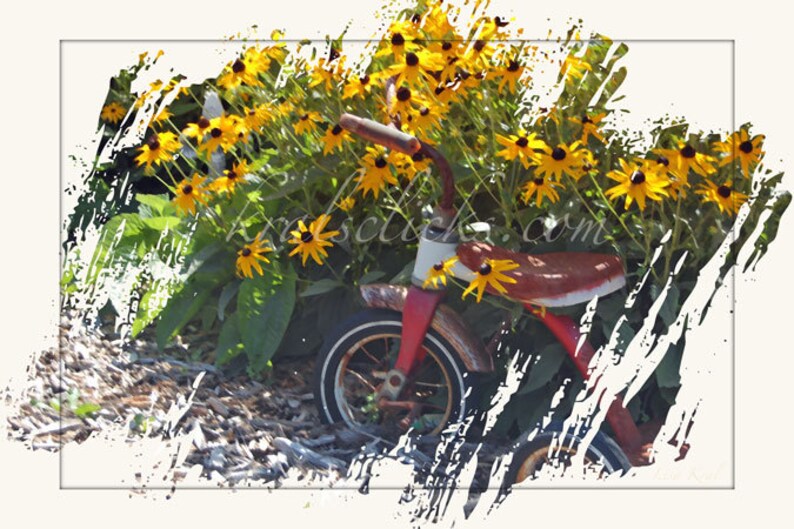 May include: A red vintage tricycle with a white seat and handlebars is partially hidden behind a cluster of yellow black-eyed Susan flowers. The tricycle is sitting on a bed of brown leaves and twigs.