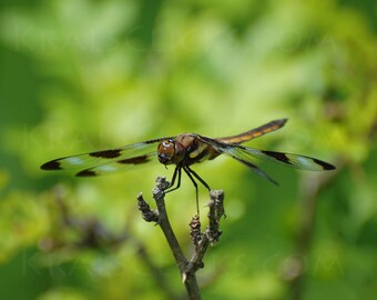 Dragonfly Photograph, Nature Photograph, Fine Art Photography, 12 Point Dragonfly, Home Office Wall Decor, Animal Photography, bug, Insect