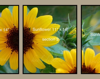 May include: Three close-up sections of a large sunflower with yellow petals and a dark brown center. The sunflower is 11 inches by 14 inches.