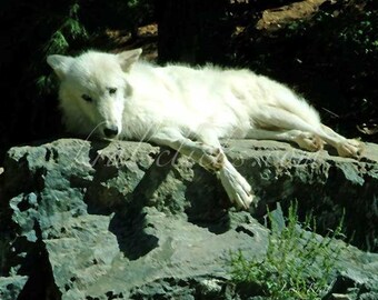 White Wolf at Rest Print wildlife on rock Home or Office Wall Decor fine art photography brown black gray green white