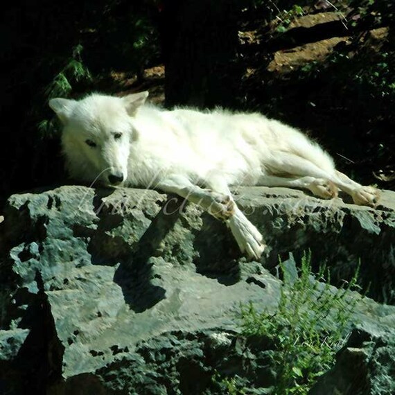 White Wolf at Rest Print Wildlife on Rock Home or Office Wall
