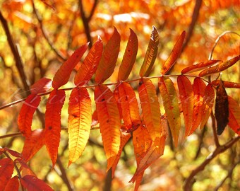 Otoño Zumaque Fotografía Bellas Artes Fotografía Otoño Fotografía Blazing Naranja Amarillo Rojo Color Oficina en casa Decoración de pared Hojas de otoño Tonos otoñales
