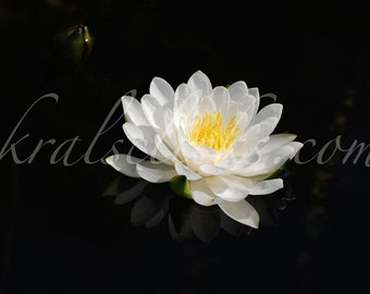 White Lily Photograph, Lotus and bud, White Lotus Photograph, White Lotus bud, Black White, Fine Art Photography, Home or Office Wall Decor