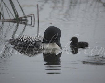Nature Photograph, Loon Photography, Common Loon, Chick, Lake, Water, Nature, Wildlife, Close up, Detailed Image, Animals in Nature, birds
