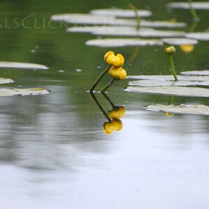 Nature Photograph, Yellow Water Lily, Fine Art Photography, Reflections, Water, Lake Scene, Lake Decor, Lily Pad, UpNorth, Home Office Decor