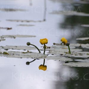 Nature Photograph, Yellow Water Lily, Fine Art Photography, Reflections, Water, Lake Scene, Lake Decor, Lily Pad, UpNorth, Home Office Decor
