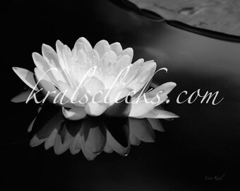 Blanco Negro Loto Fotografía Flor Fotografía Bellas Artes Fotografía Nenúfar Reflejo blanco negro pared decoración foto Lake Home Wall Art