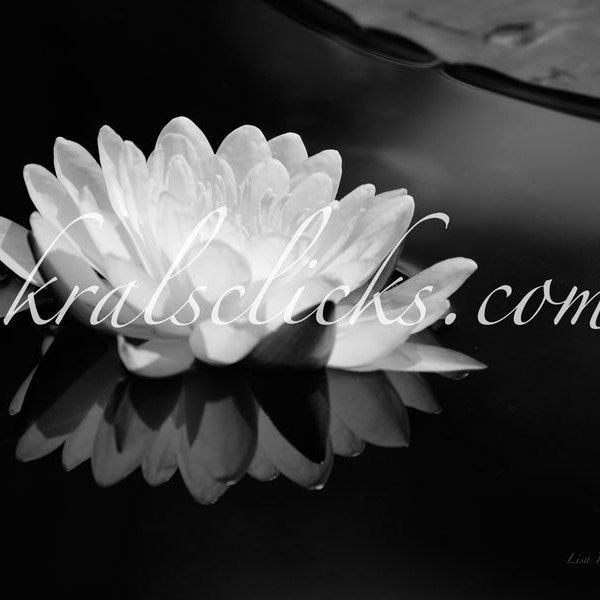 Black White Lotus Photograph Flower Photograph Fine Art Photography Water Lily Reflection white black wall decor photo Lake Home Wall Art