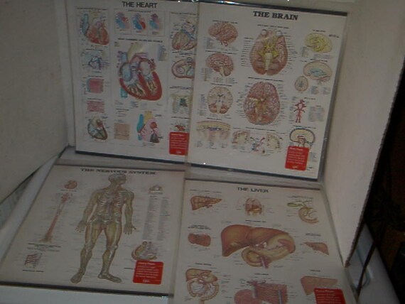 Medical Charts For Sale