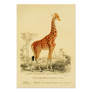 Vintage Giraffe Print, Safari Animal PRINTABLE FILE, Savanna Life, Art for Child's Room, Art for Study, Animal Wall Art, Giraffe Decor