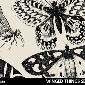 Photoshop Brushes - WINGED Things - Butterflies - Moth - Digital Stamps - PNG Clipart - Photoshop Add On - Digital Scrapbook - ABR - Clipart