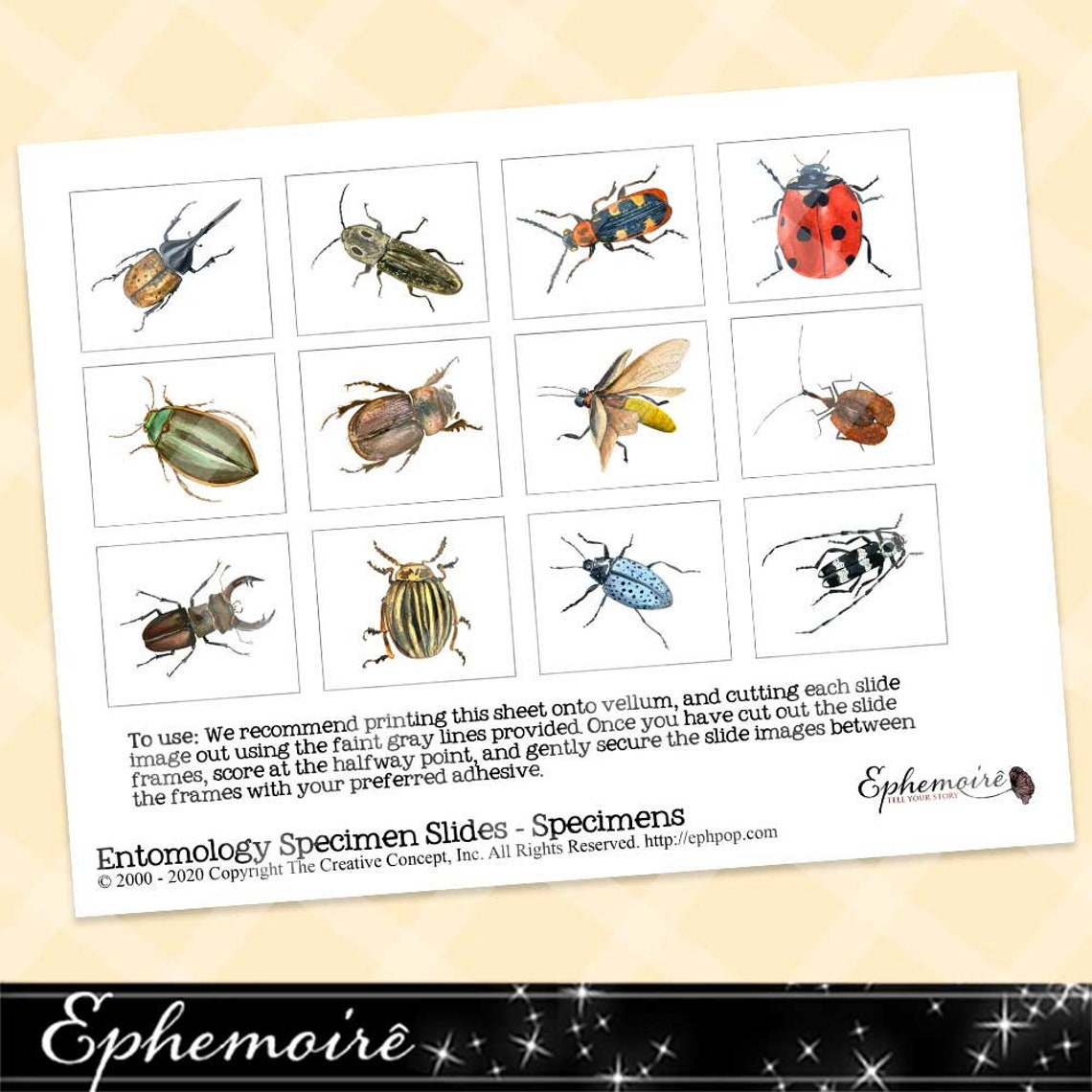 ENTOMOLOGY Specimen Slides Collage Sheet 2 Natural History Etsy